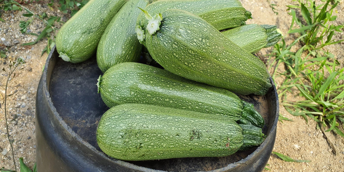 Esordio per Dozza F1: lo zucchino bolognese del futuro firmato HM.Clause